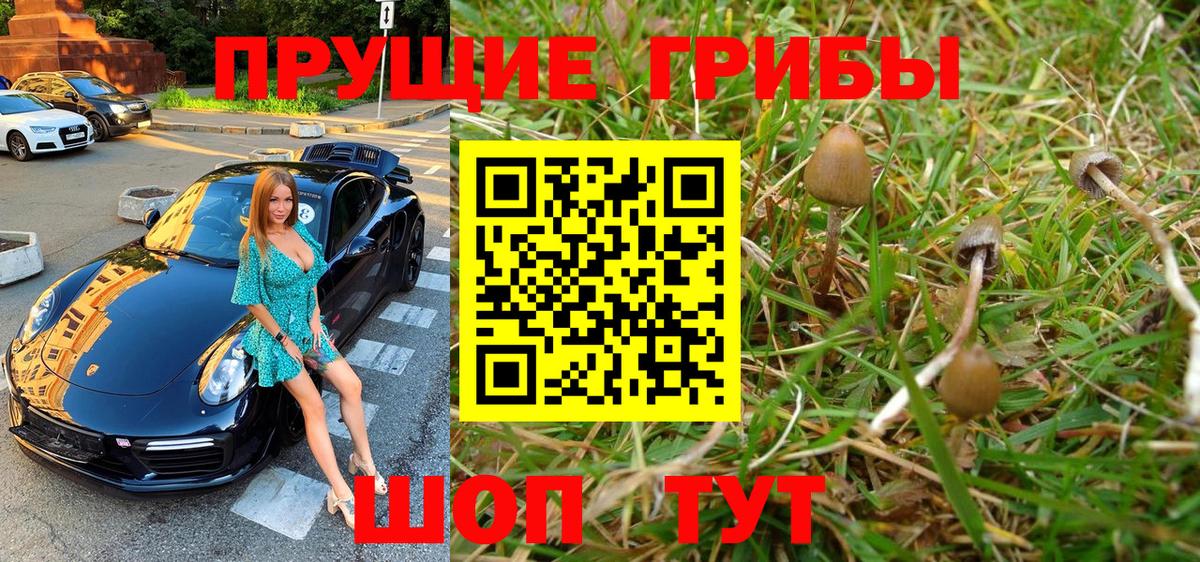 Галлюциногенные грибы Cubensis Избербаш