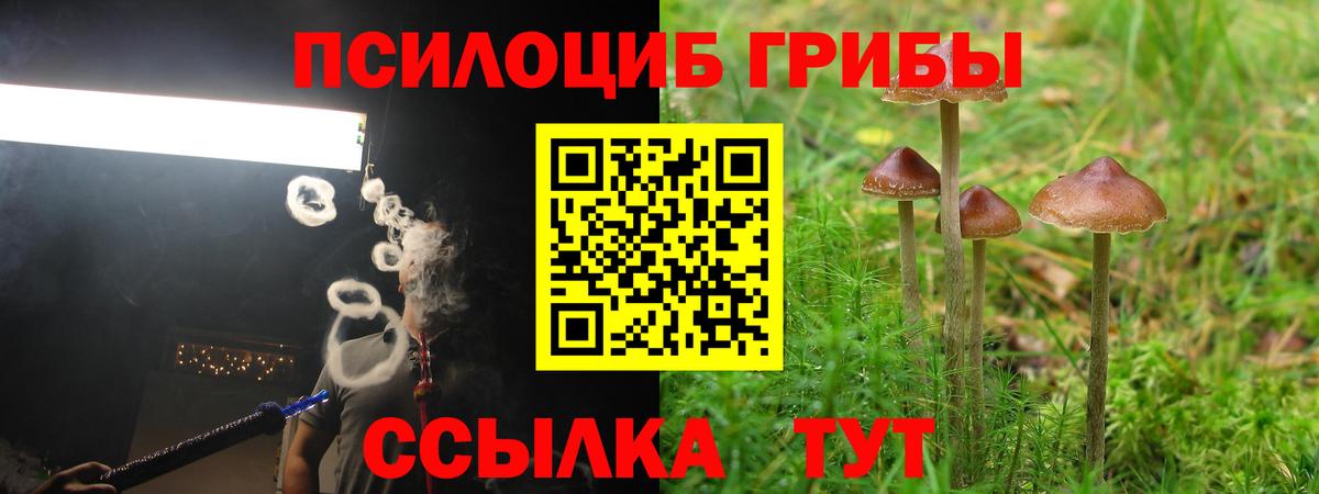 Галлюциногенные грибы Psilocybe  Вход с VPN  Избербаш 